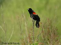 Red-winged Blackbird May 07 Field Trip 051